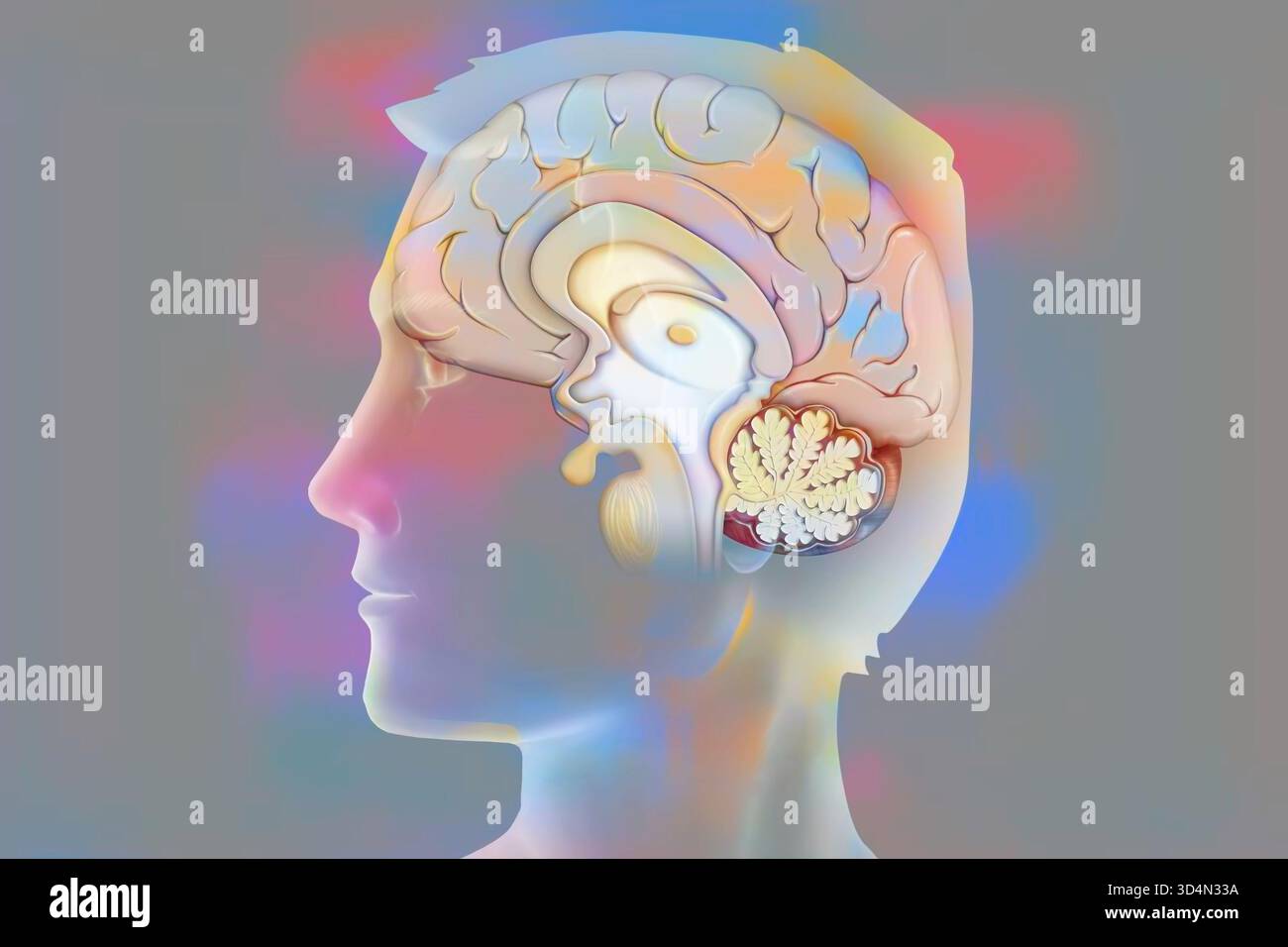 Anatomie des Gehirns (medianer Schnitt), mit: - Der Großhirnrinde, - dem Zwischenhirn und der Hypophyse, - dem Kleinhirn, - dem Hirnstamm. Stockfoto
