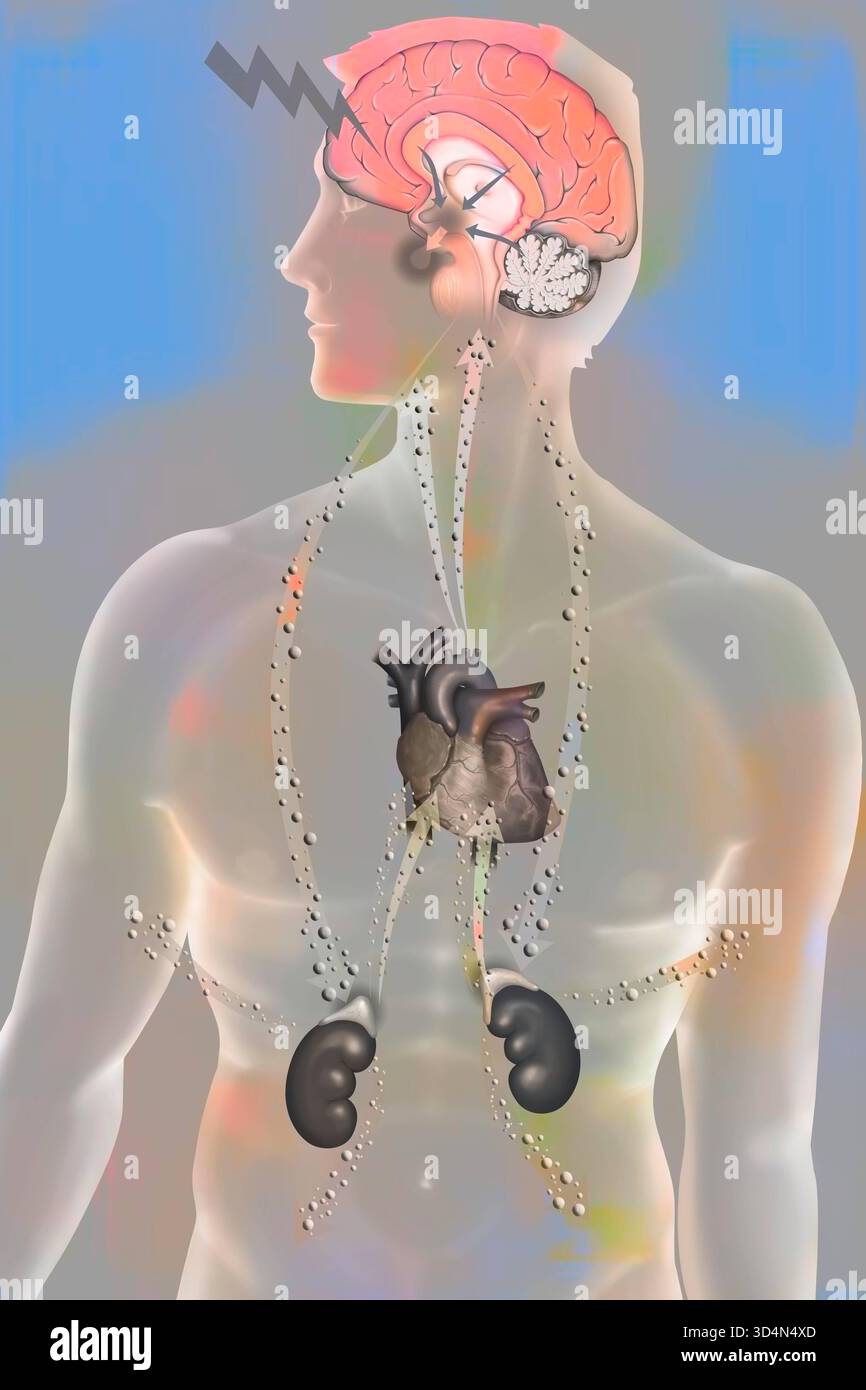 Die Auswirkungen der Belastung auf den Körper - die Widerstandsphase. Bei körperlichem oder psychologischem Stress reagiert der Körper in drei Phasen: Der Alarm Stockfoto