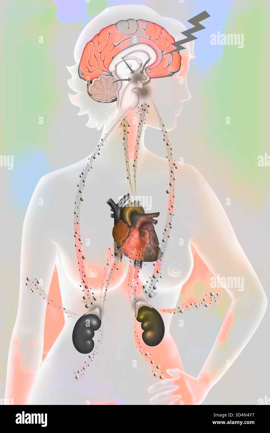 Die Auswirkungen der Belastung auf den Körper - die Widerstandsphase. Bei körperlichem oder psychologischem Stress reagiert der Körper in drei Phasen: Der Alarm Stockfoto