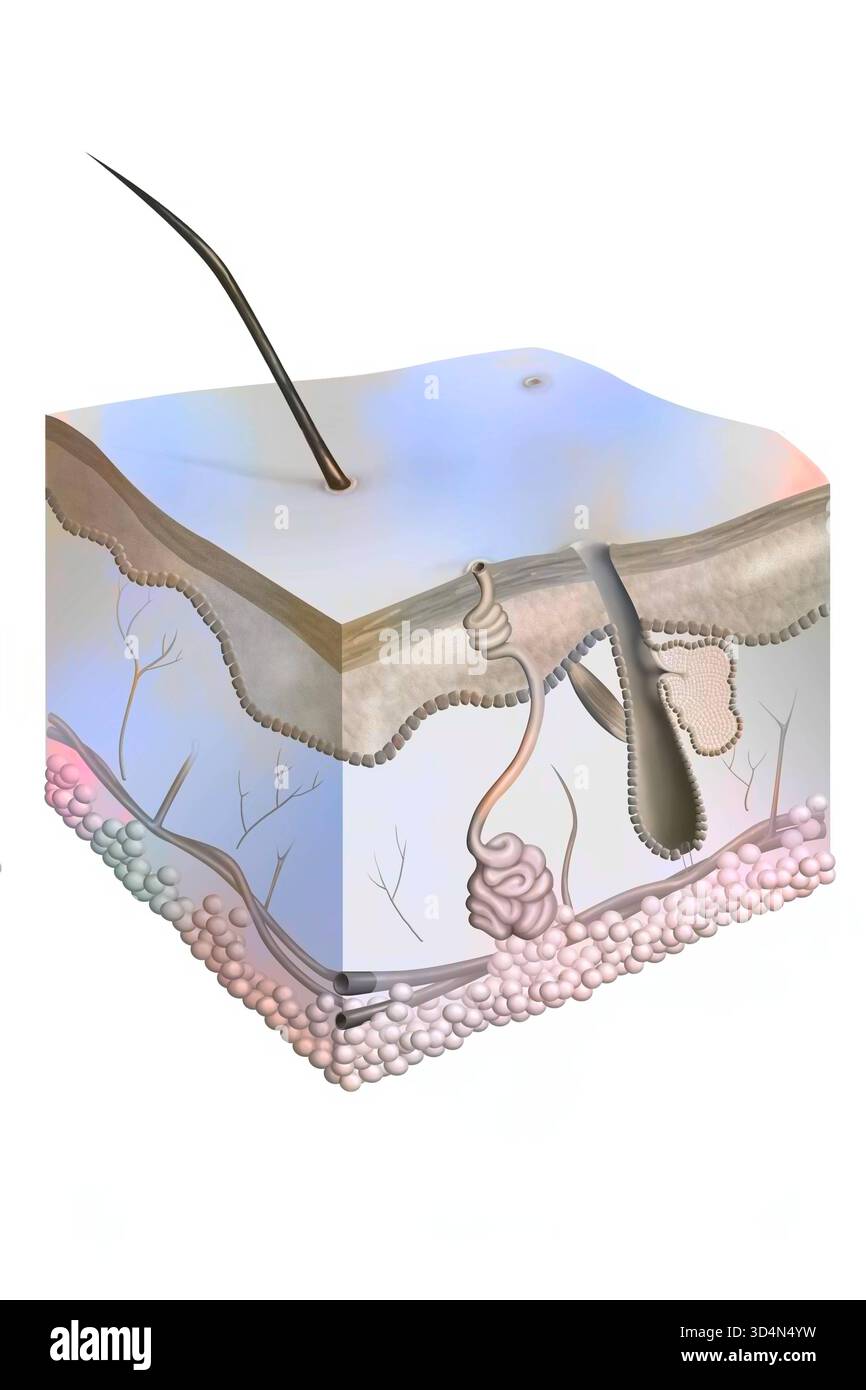 Schnitt der Haut, der die Epidermis, die Dermis und die Basalschicht der Melanozyten und die Unterhautgewebshydermis zeigt. Skin 016239 359 Stockfoto