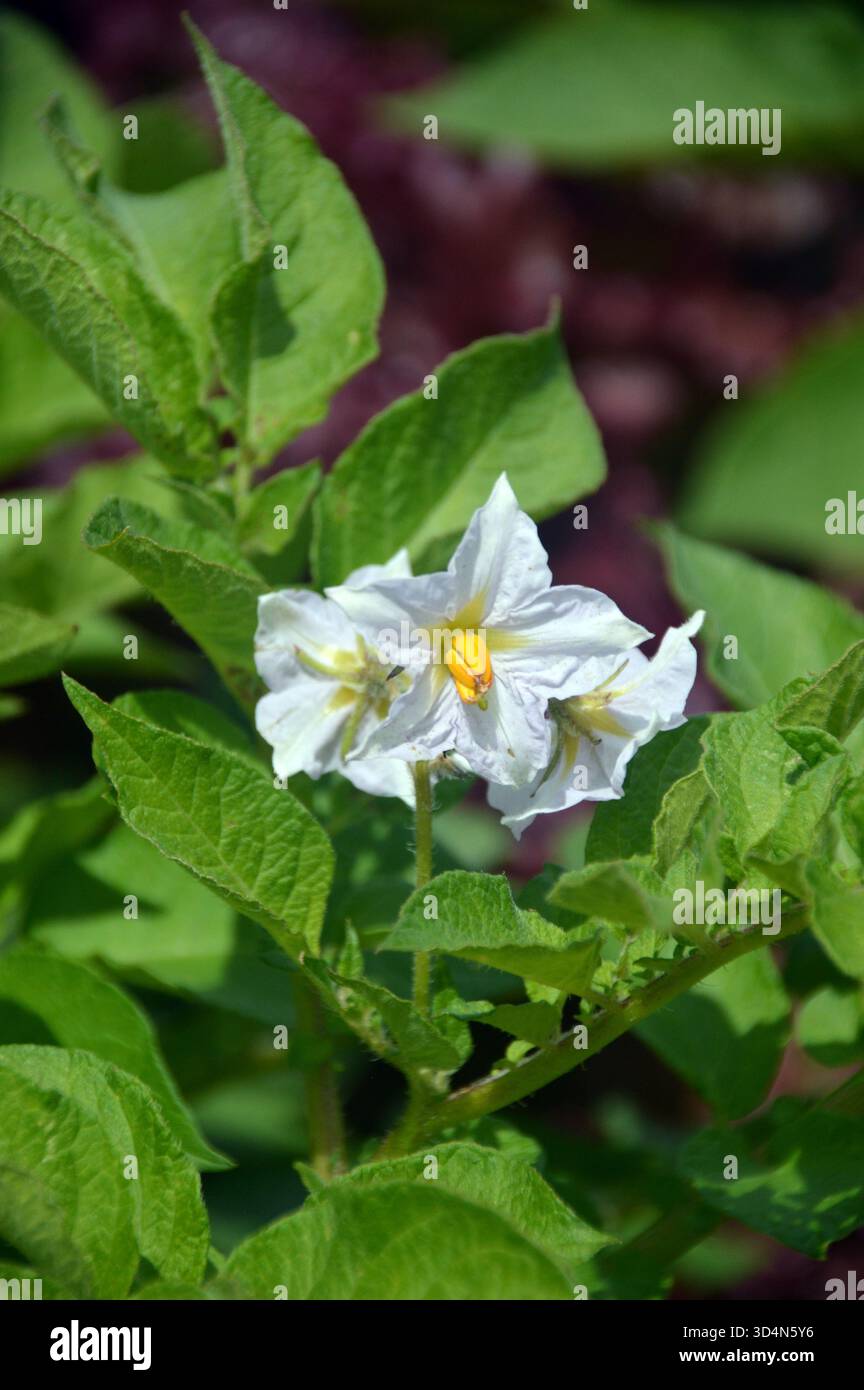Weiße Solanum tuberosum (Kartoffeln) Blumen, die im Gemüsegarten bei RHS Garden Harlow Carr, Harrogate, Yorkshire, England, Großbritannien angebaut werden. Stockfoto