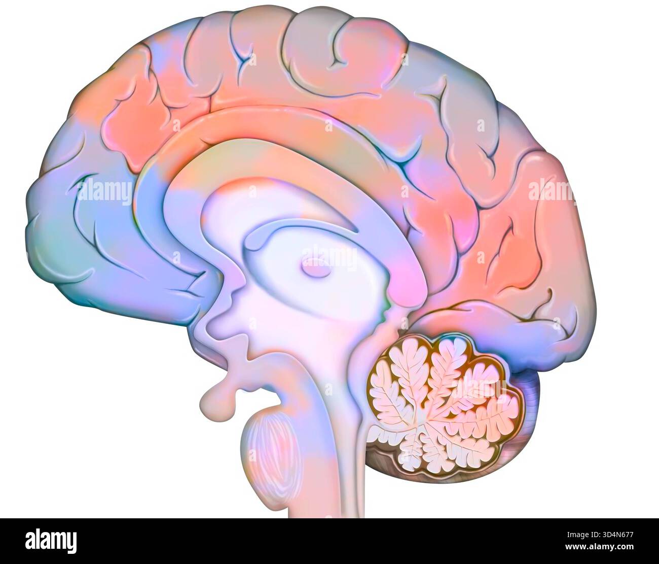 Anatomie des medianen Hirnschnitts mit: - Der Großhirnrinde, - dem Zwischenhirn und der Hypophyse, - dem Kleinhirn, - dem Hirnstamm. Gehirn Stockfoto