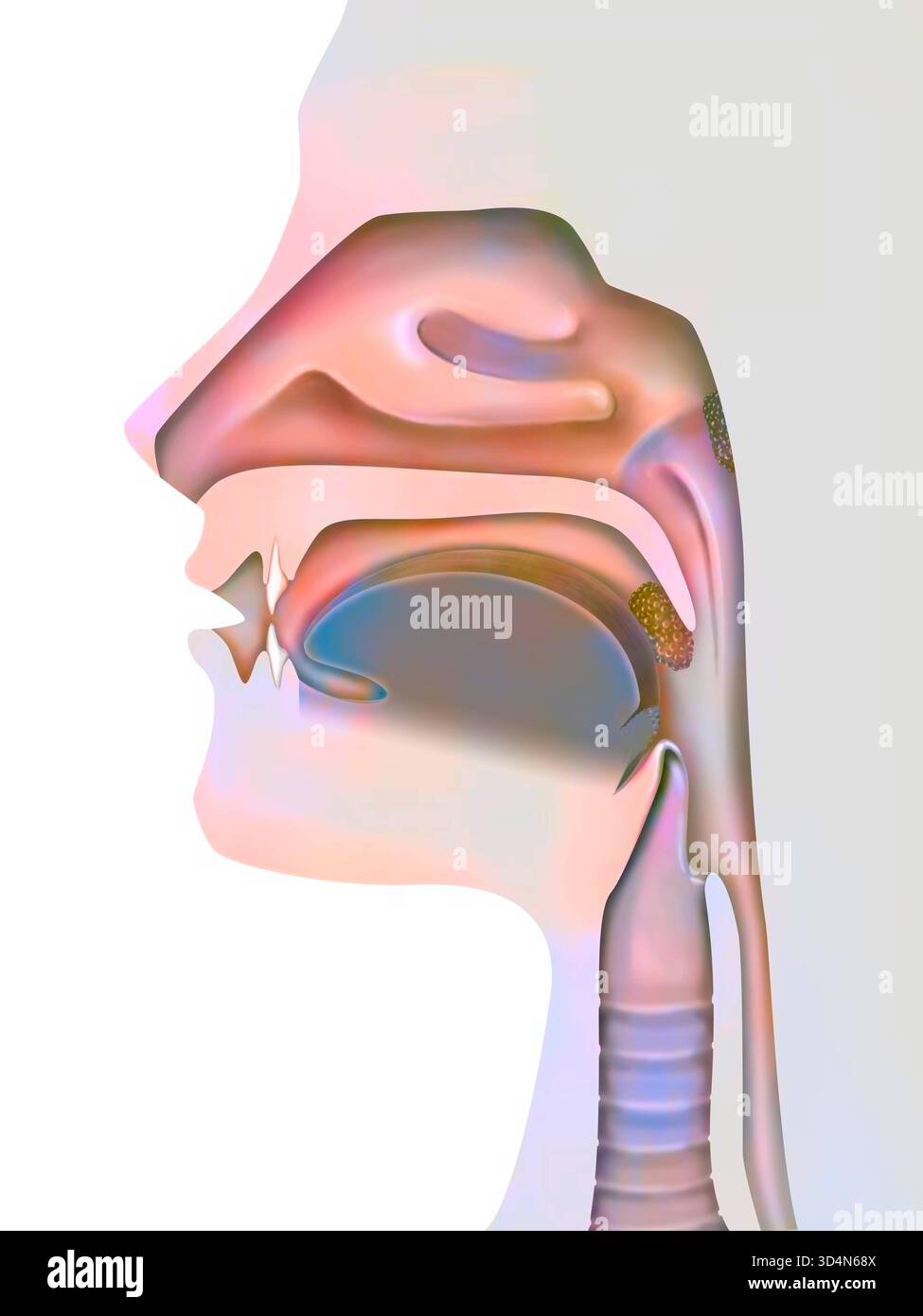 Anatomie der oberen Atemwege. Die Lage der Mandeln ist dargestellt: palatintonsillen im hinteren Gaumenbereich, Lingualtonsillen im unteren Bereich des Tongu Stockfoto