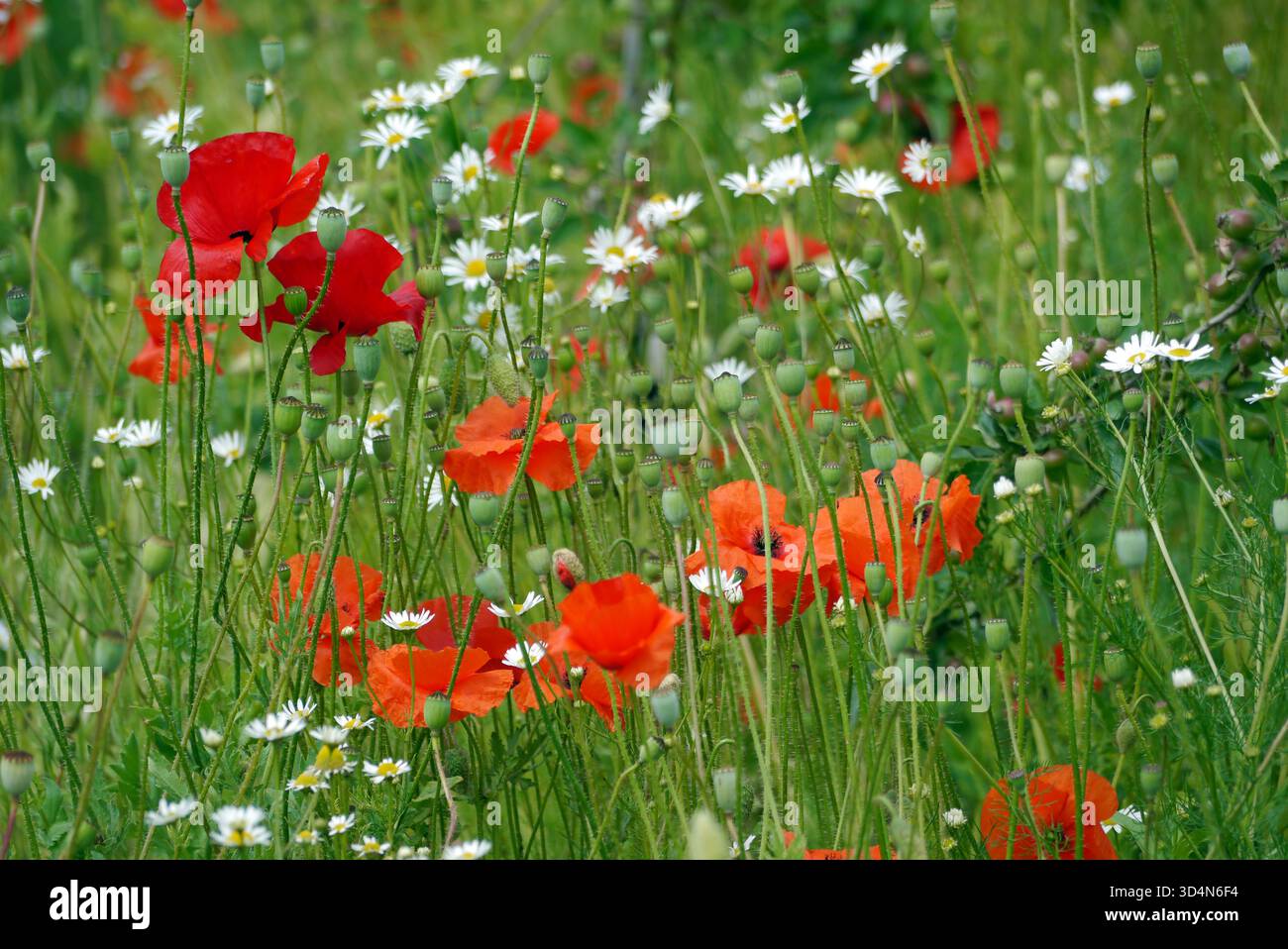 Rotes „Papaver somniferum“ (Mohnblumen) und weißes „Bellis Perennis“ (Daisies) in den Grenzen am RHS Garden Harlow Carr, Harrogate, Yorkshire, England, Vereinigtes Königreich. Stockfoto