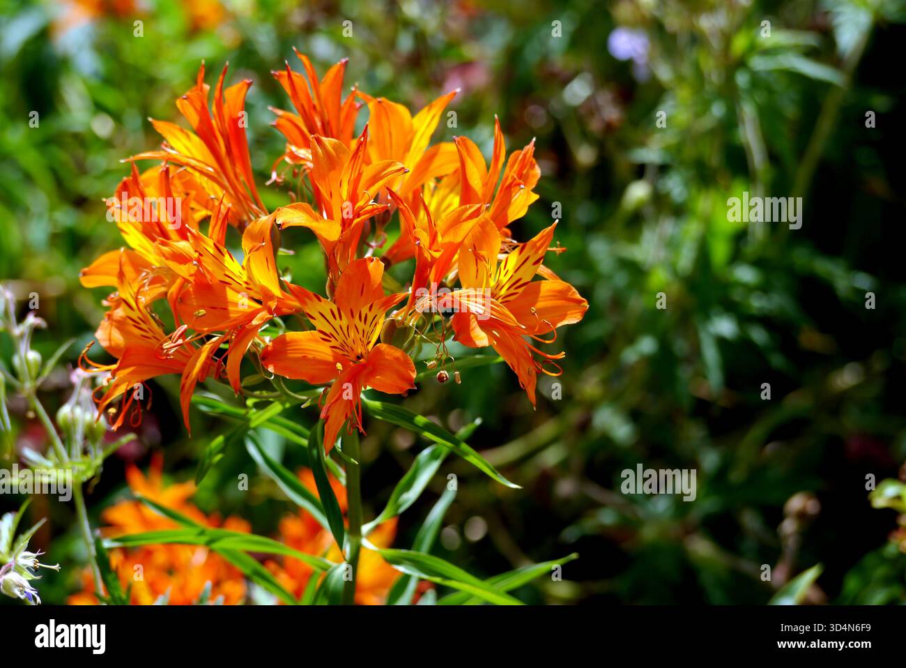 Alstroemeria Aurea „Orange King“ (peruanische Lilie) Blumen in den Grenzen im RHS Garden Harlow Carr, Harrogate, Yorkshire, England, Großbritannien. Stockfoto