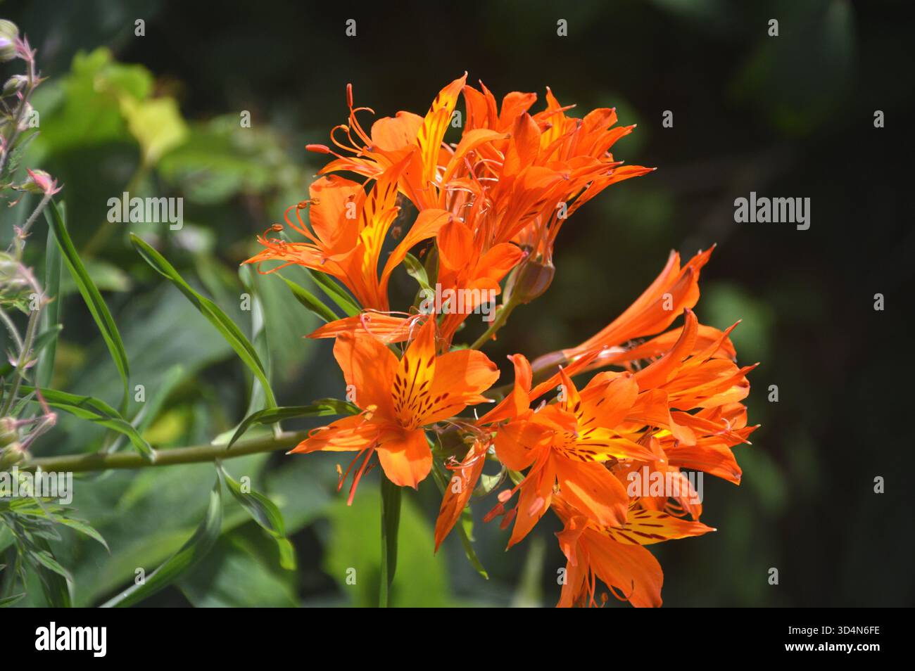 Alstroemeria Aurea „Orange King“ (peruanische Lilie) Blumen in den Grenzen im RHS Garden Harlow Carr, Harrogate, Yorkshire, England, Großbritannien. Stockfoto