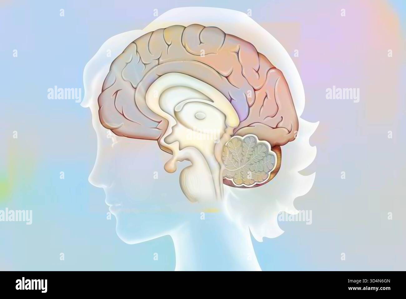 Anatomie des medianen Hirnschnitts mit: - Der Großhirnrinde, - dem Zwischenhirn und der Hypophyse, - dem Kleinhirn, - dem Hirnstamm. Gehirn Stockfoto