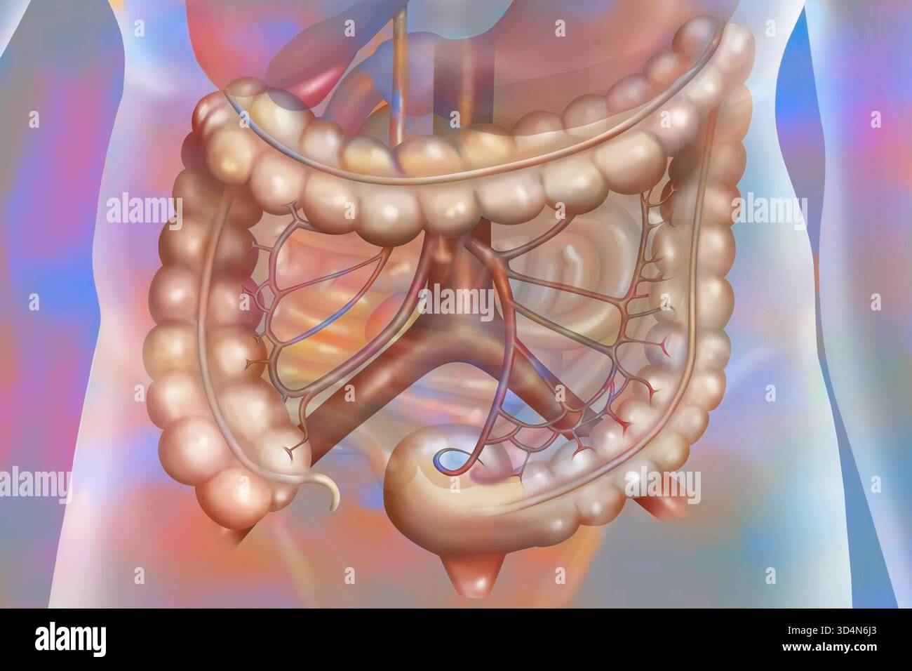 Der Kolon und seine Vaskularisation. Der Dickdarm besteht aus dem Cecum, dem Dickdarm ascendens, dem Dickdarm transversal, dem Dickdarm descendens und dem Sigmoid Colon, dem Rectu Stockfoto