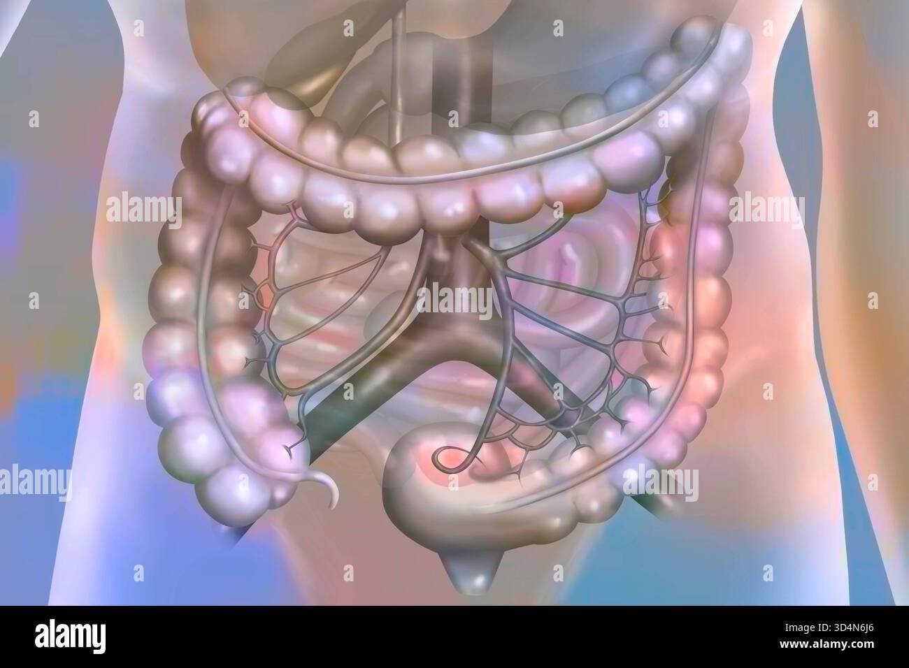 Der Kolon und seine Vaskularisation. Der Dickdarm besteht aus dem Cecum, dem Dickdarm ascendens, dem Dickdarm transversal, dem Dickdarm descendens und dem Sigmoid Colon, dem Rectu Stockfoto