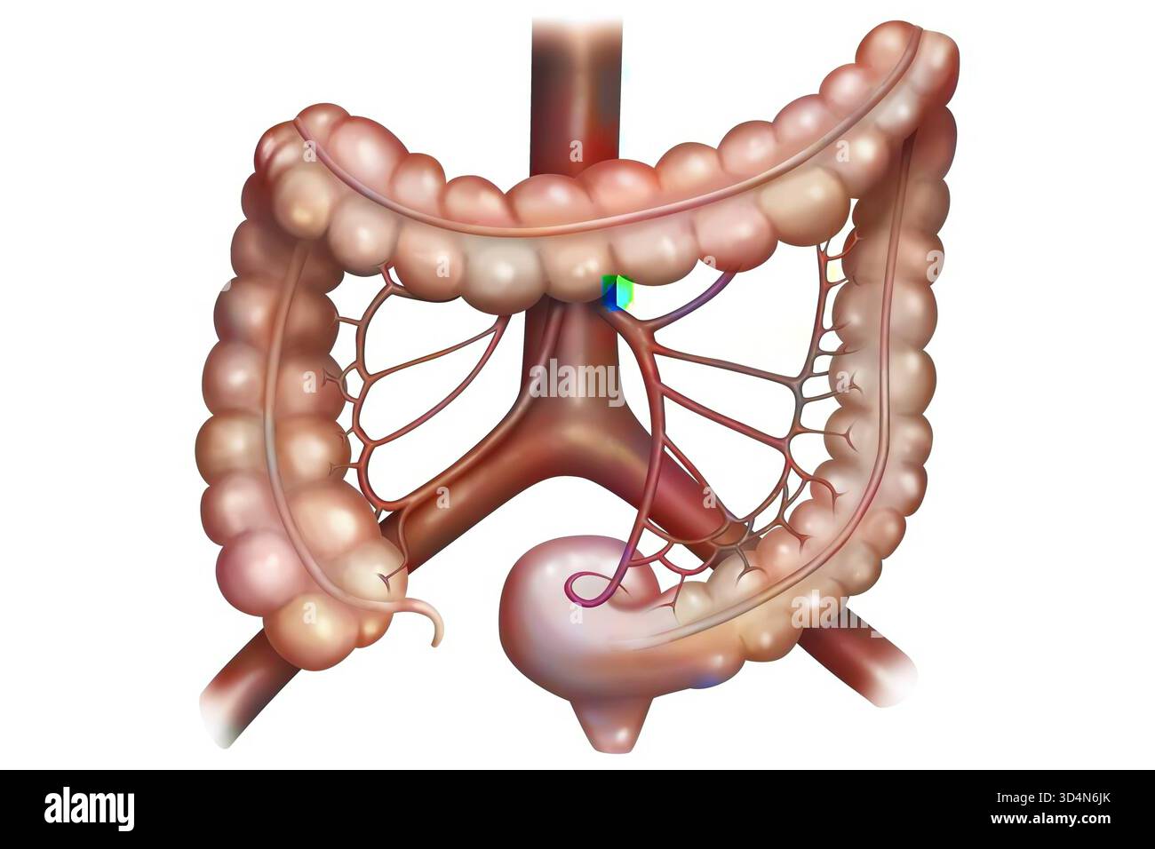 Der Kolon und seine Vaskularisation. Der Dickdarm besteht aus dem Cecum, dem Dickdarm ascendens, dem Dickdarm transversal, dem Dickdarm descendens und dem Sigmoid Colon, dem Rectu Stockfoto