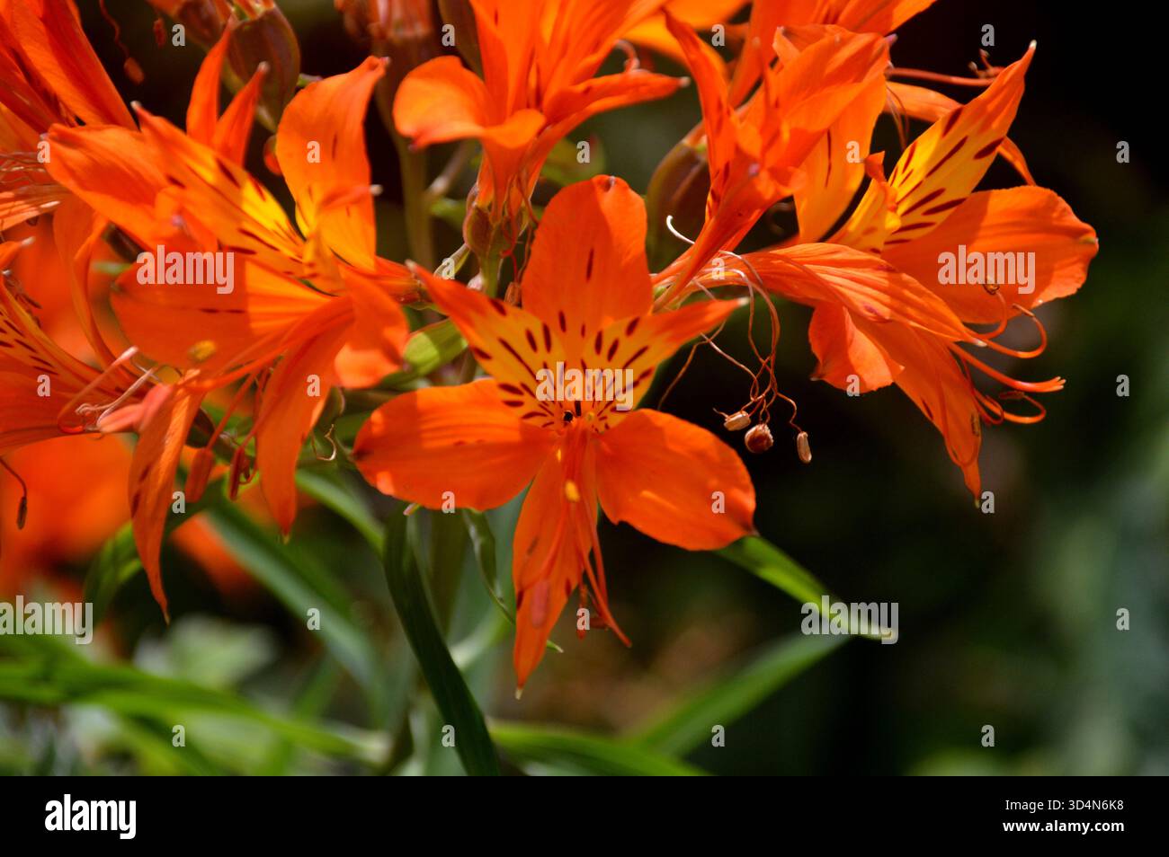 Alstroemeria Aurea „Orange King“ (peruanische Lilie) Blumen in den Grenzen im RHS Garden Harlow Carr, Harrogate, Yorkshire, England, Großbritannien. Stockfoto