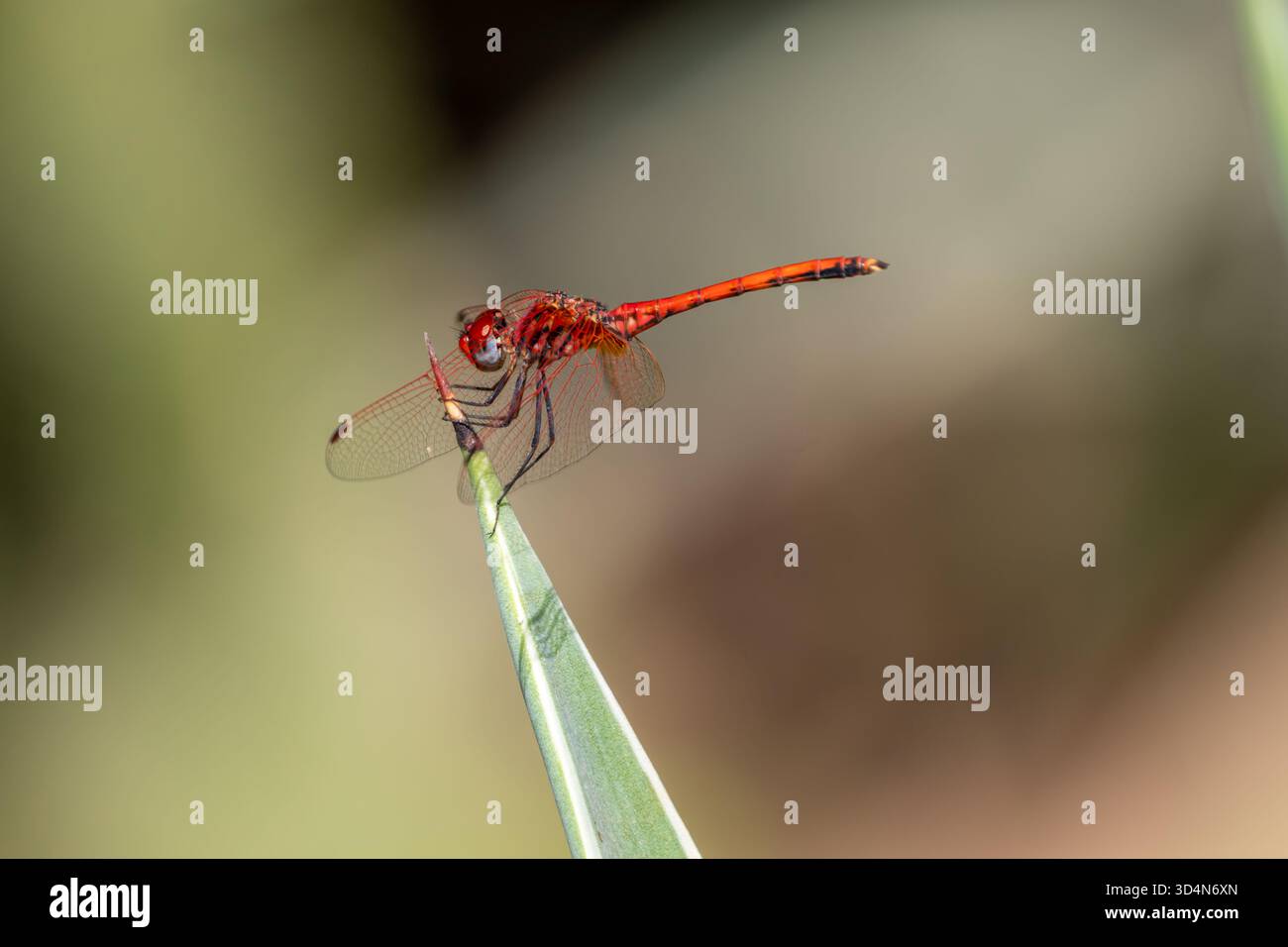 Männliche Rotgeäderte TropfLibelle, Trithemis arteriosa Porträt, Kairo, Ägypten Stockfoto