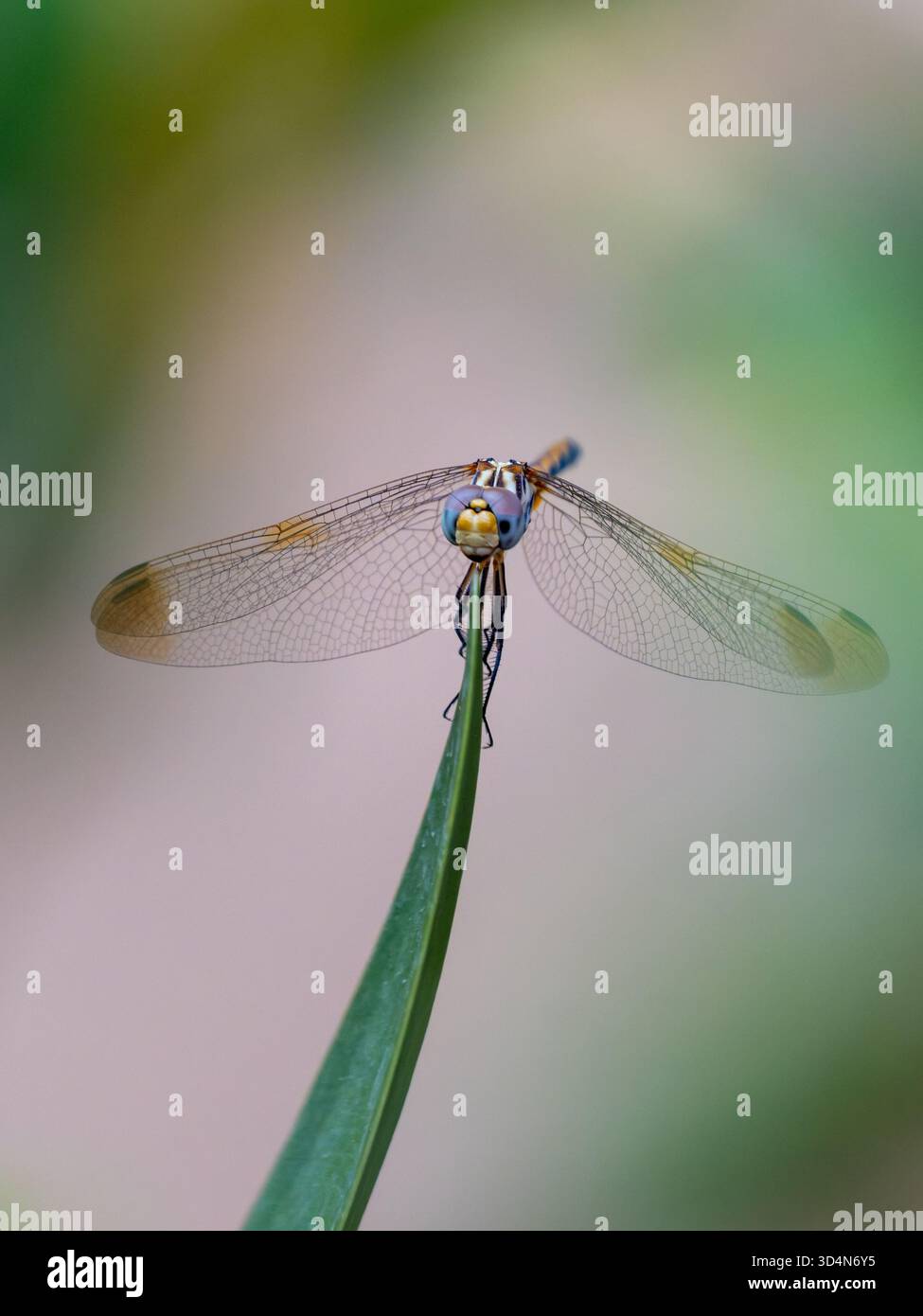 Weibliches Rotgeädertes Tropfflügel, Libelle, Trithemis arteriosa Porträt, Kairo, Ägypten Stockfoto