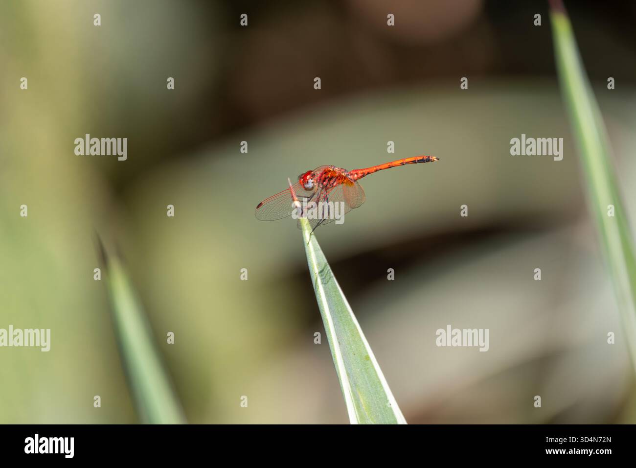 Männliche Rotgeäderte TropfLibelle, Trithemis arteriosa Porträt, Kairo, Ägypten Stockfoto