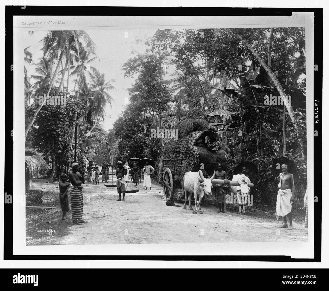 Titel: Road Scene, Ceylon Abstract: Die Fotografie zeigt Menschen auf einer Straße durch üppige Vegetation und unterbricht ihre Reisen für den Fotografen, außerdem einen Wagen, der von zwei Ochsen gezeichnet wurde, und einen Mann mit Schulterstange, an dem zwei breite Tabletts hängen. Physikalische Beschreibung: 1 Fotodruck: Albumen, auf Karte aufgezogen. Notizen: Skeen & Co.; Skeen & Co. 1303.; ist Teil von: Frank and Frances Carpenter Collection (Library of Congress).; Titel von Artikel. Stockfoto