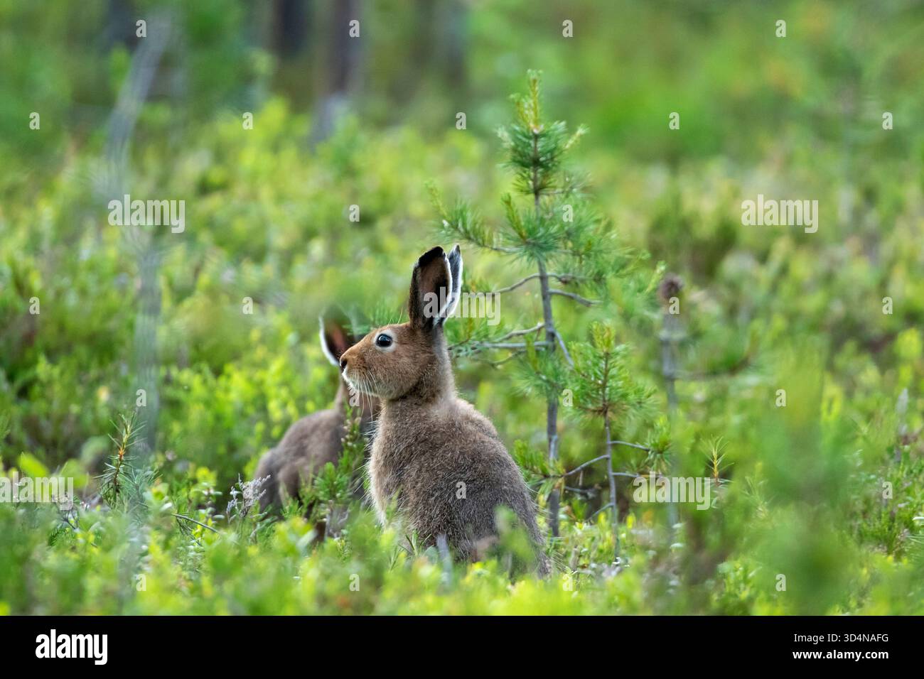 Der Berghase (Lepus timidus) sitzt am Spätsommerabend auf dem Boden zwischen Vegetation in finnischer Natur in der Nähe von Kuusamo, Nordfinnland Stockfoto