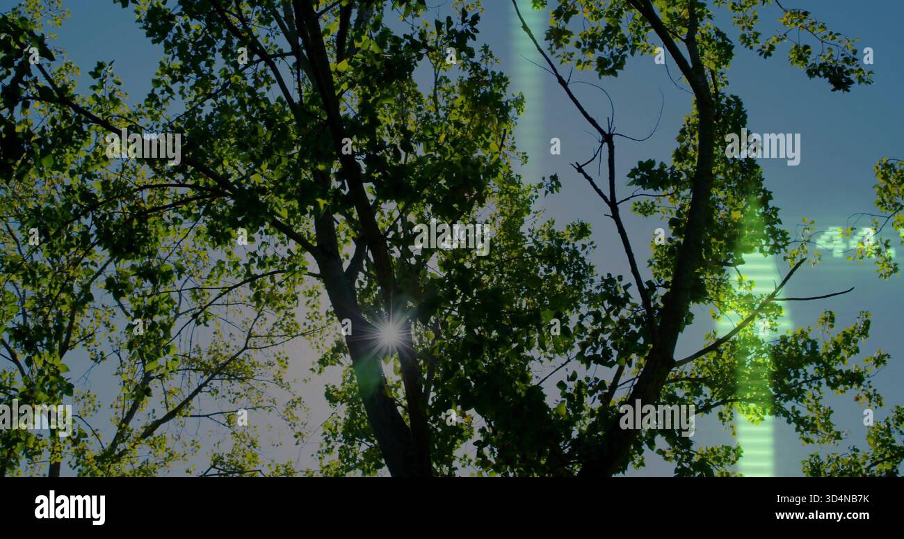 Mit Laubstämmen, die Sonnensterne durch das dichte Vordach im Park werfen, mit grünen Artefakten Stockfoto