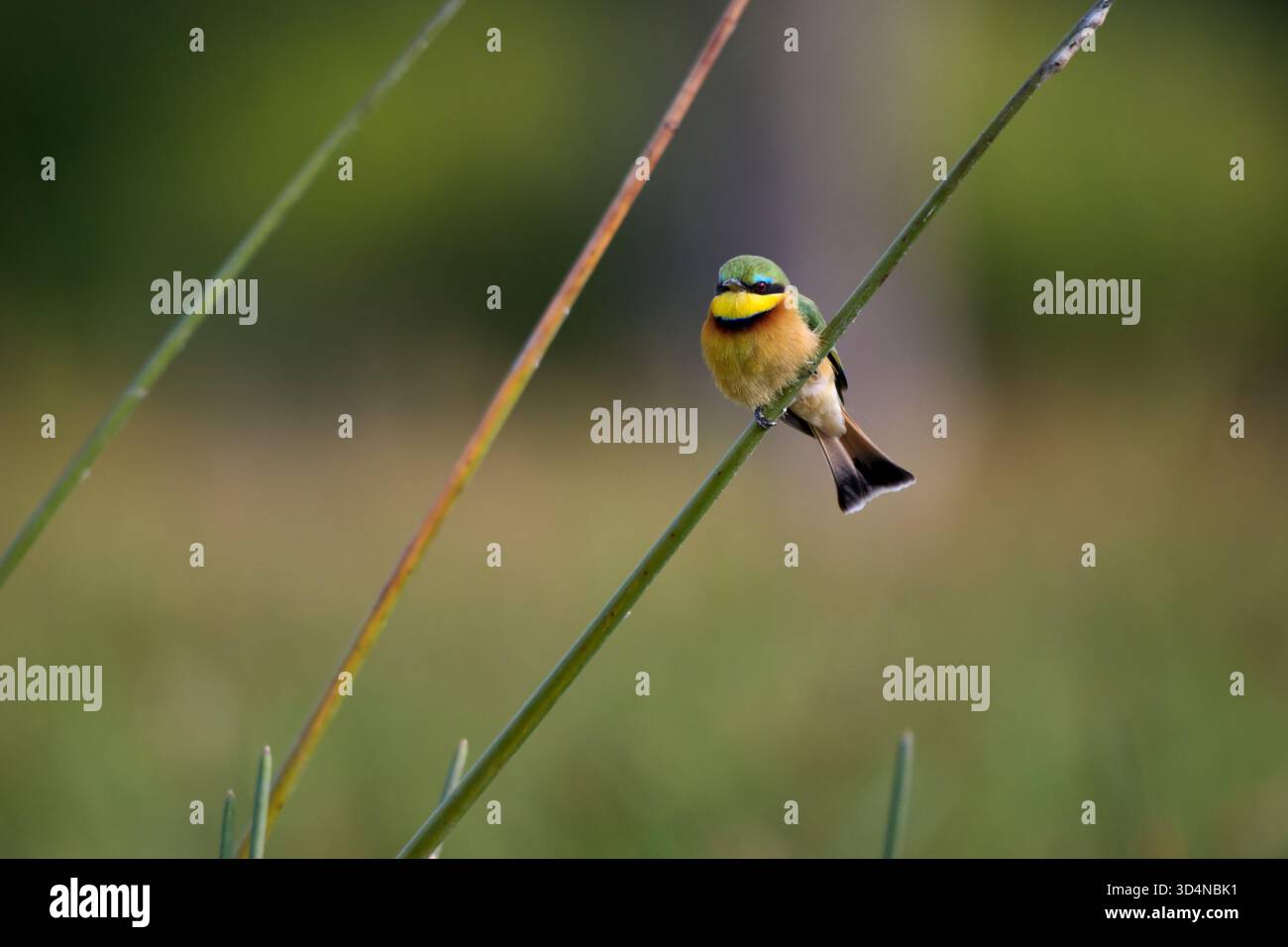Kleiner Bienenfresser (Merops pusillus), Khwai-Konzession, Moremi Game Reserve, Botswana Afrika Stockfoto