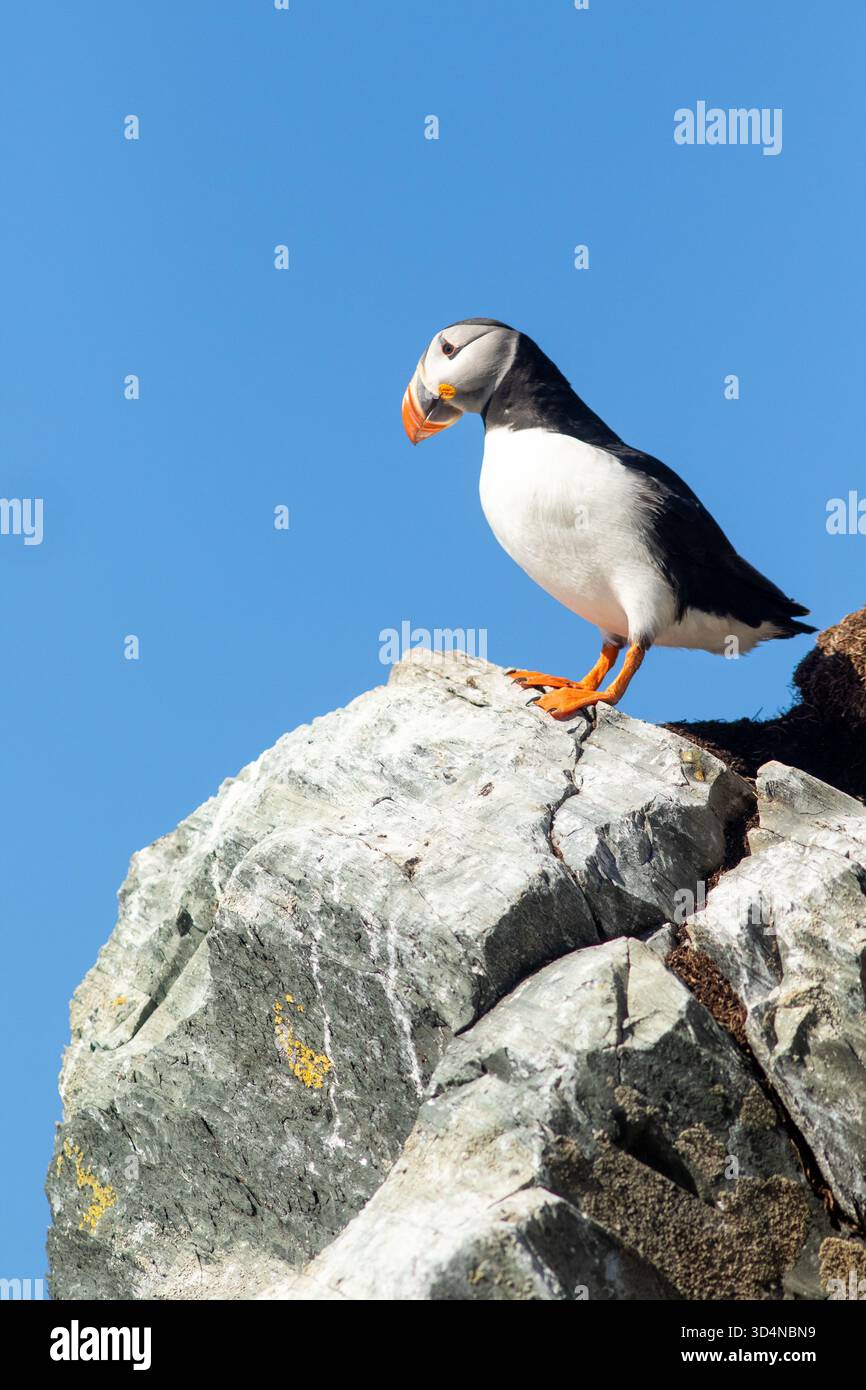 Ein atlantischer Papageientaucher, Fratercula arctica, mit farbenfrohem Schnabel während der Brutsaison, der auf einem Felsen steht Stockfoto