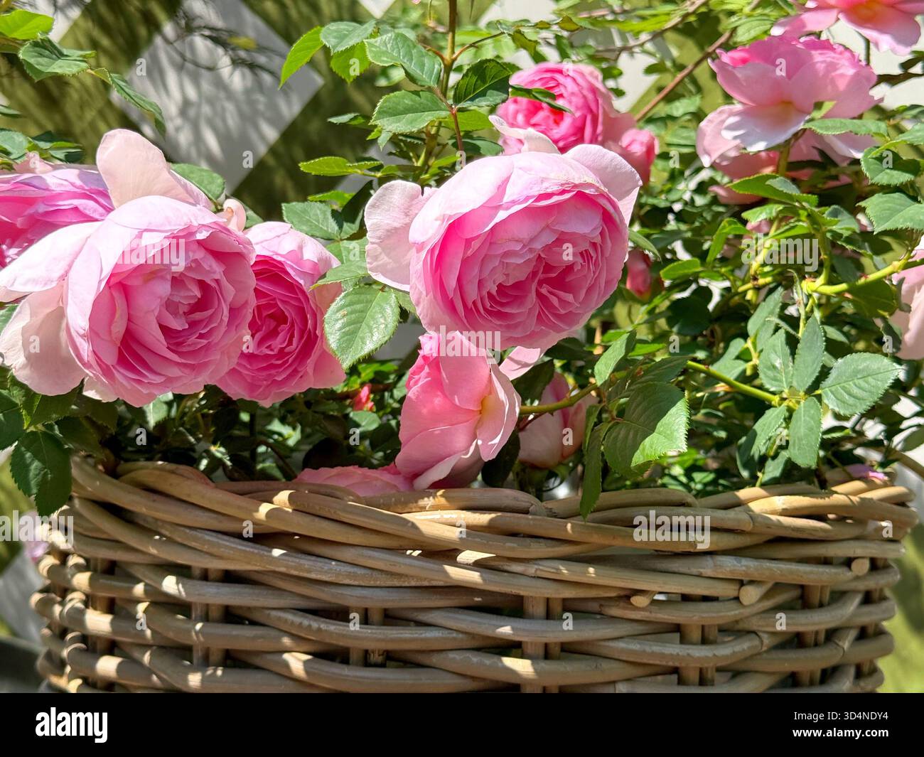 Pinkfarbene hübsche Rosen im Korb. Stockfoto