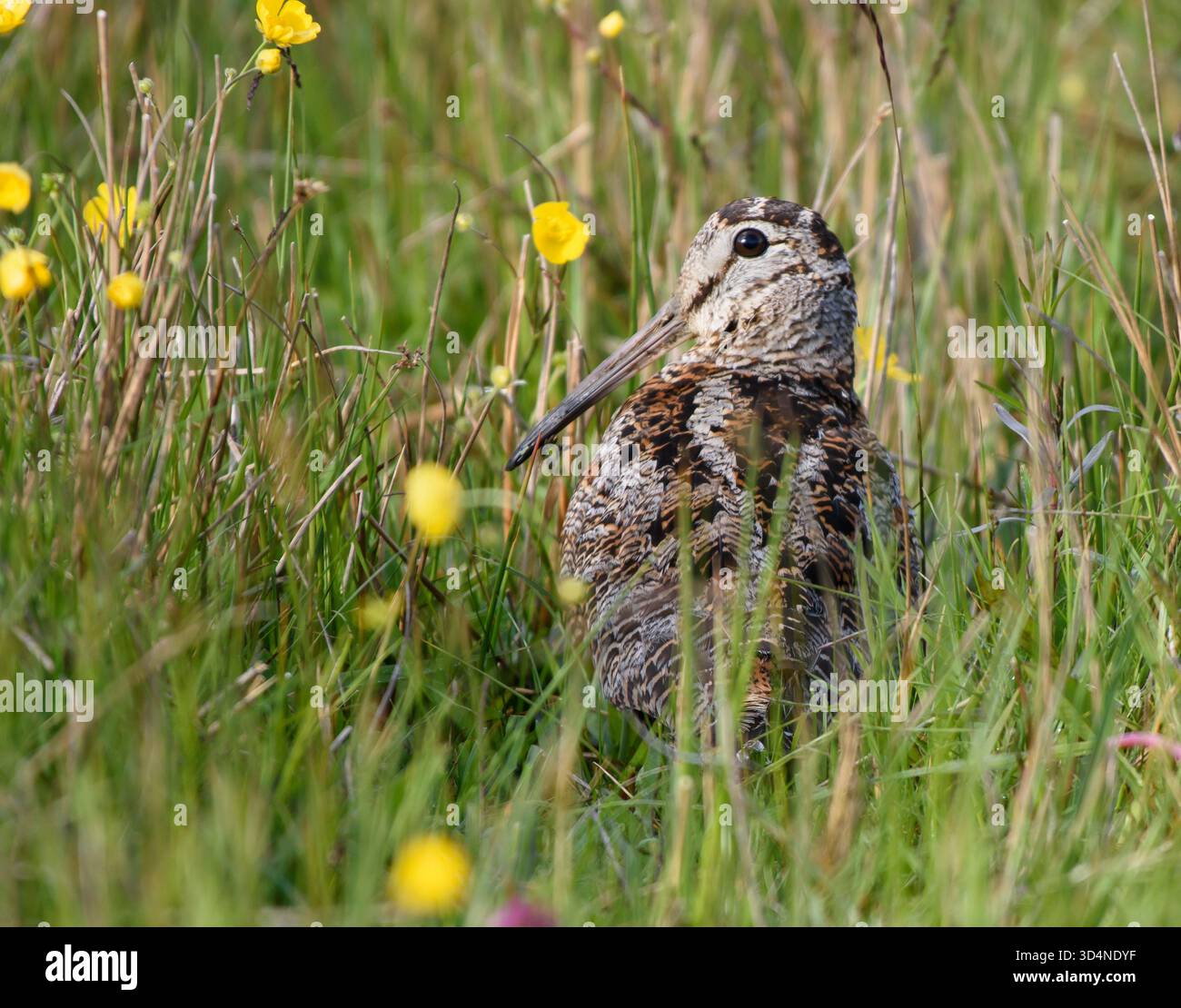 Eurasischer Holzhahn Scolopax rusticola, ruht in Hochland, Teesdale, North Pennines, County Durham, England, Großbritannien, Juni. Stockfoto