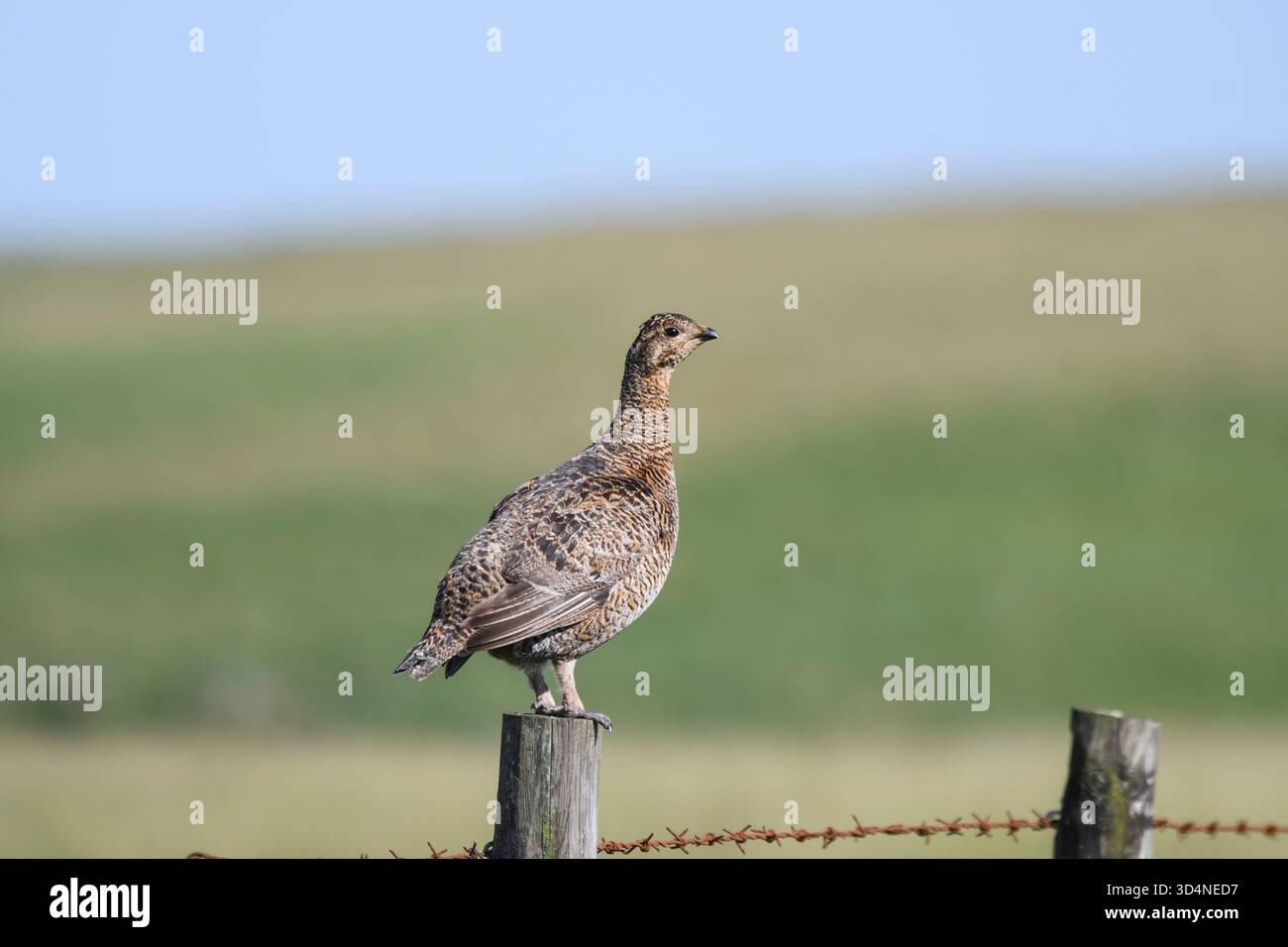Birkhühner Tetrao tetrix, Weibchen auf Zaunpfosten am Rande der Hochwiese, Teesdale, North Pennines, County Durham, England, Großbritannien, Juli. Stockfoto