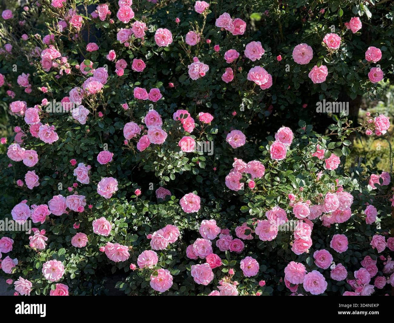 Wilder Rosenstrauch, schöne kräftige rosa Blüte Stockfoto