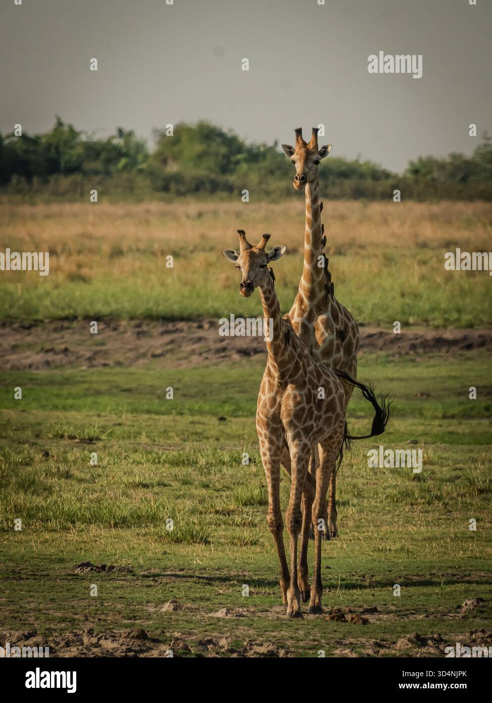 Ein Paar Giraffen beginnt im Etosha-Nationalpark den Paarungsprozess Stockfoto