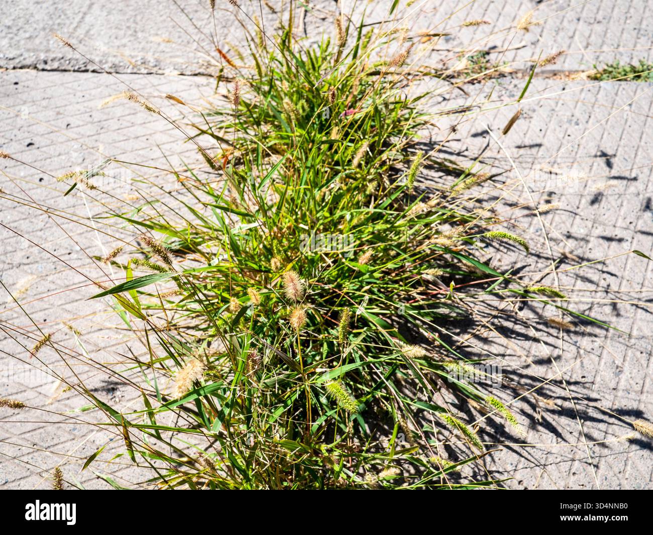 Grünes Gras wuchs durch Fugen von Betonplatten auf dem Bürgersteig Stockfoto