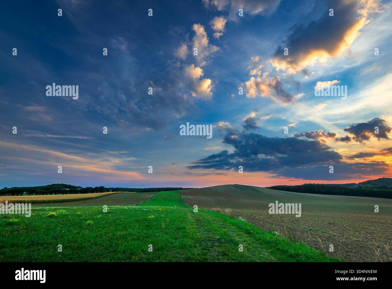 Ackerland und wildblühende Wiese mit Reifen Weizenfeldern im Frühherbst, Ungarn Stockfoto