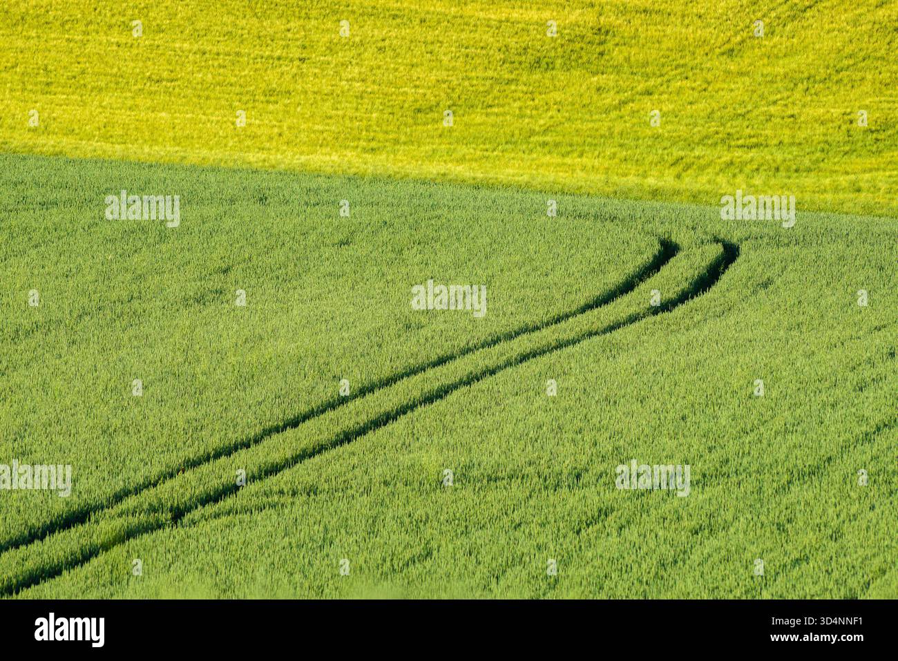 Reifes goldenes Weizenfeld mit Pfad am Tag in Pannonhalma, Ungarn. Stockfoto