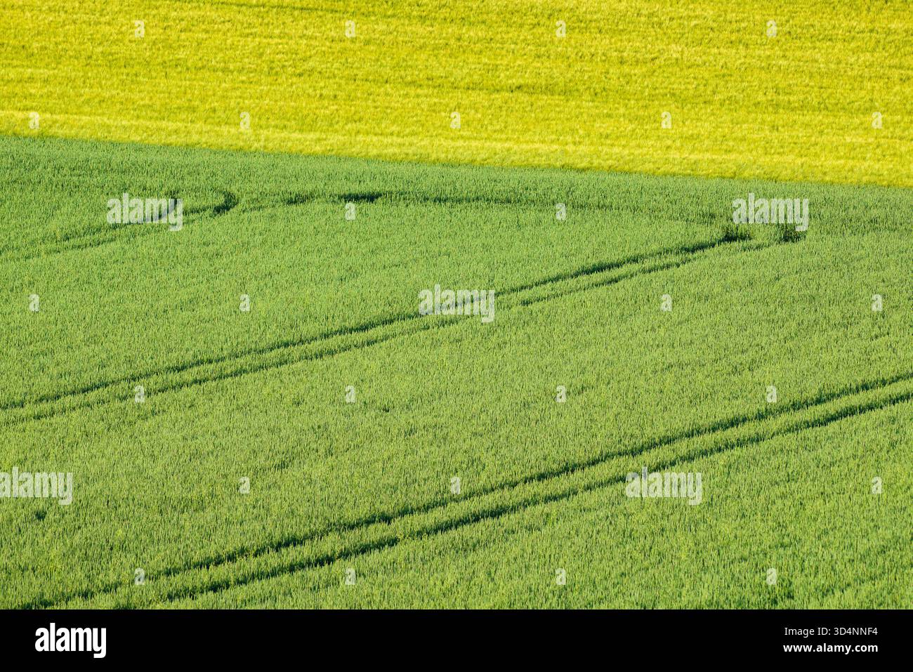 Reifes goldenes Weizenfeld mit Pfad am Tag in Pannonhalma, Ungarn. Stockfoto