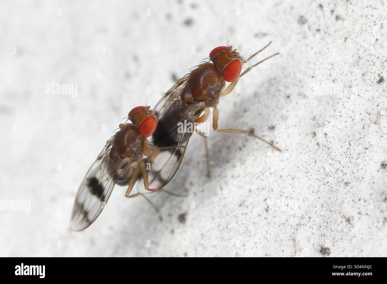 Chymomyza ist eine Gattung von Essigfliegen (Insekten aus der Familie der Drosophilidae). Paarung von Individuen an der Wand eines Hauses. Stockfoto