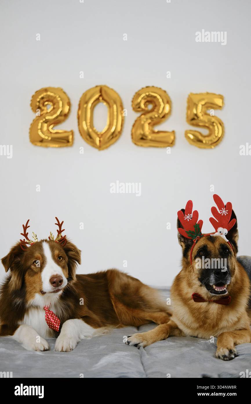 Grußkarte mit zwei glücklichen Hunden und goldenen Ballons 2025 - Happy New Year and Merry Christmas Concept. Australische und deutsche Hirten tragen rot Stockfoto