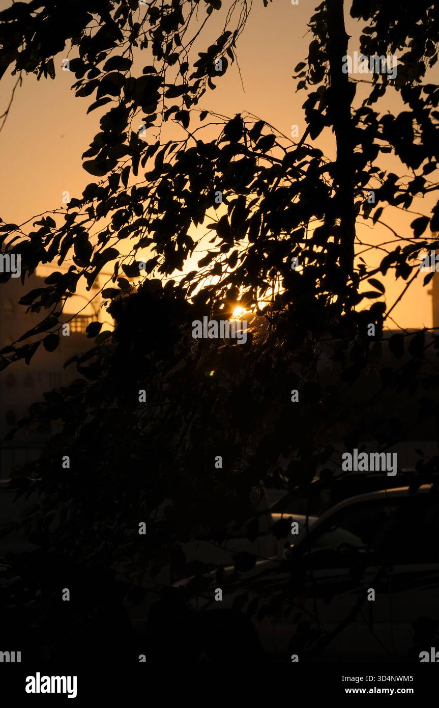 Fängt Katars wunderschönen Sonnenuntergang ein, der durch die Silhouetten von Ästen und Blättern eines Baumes betrachtet wird Stockfoto