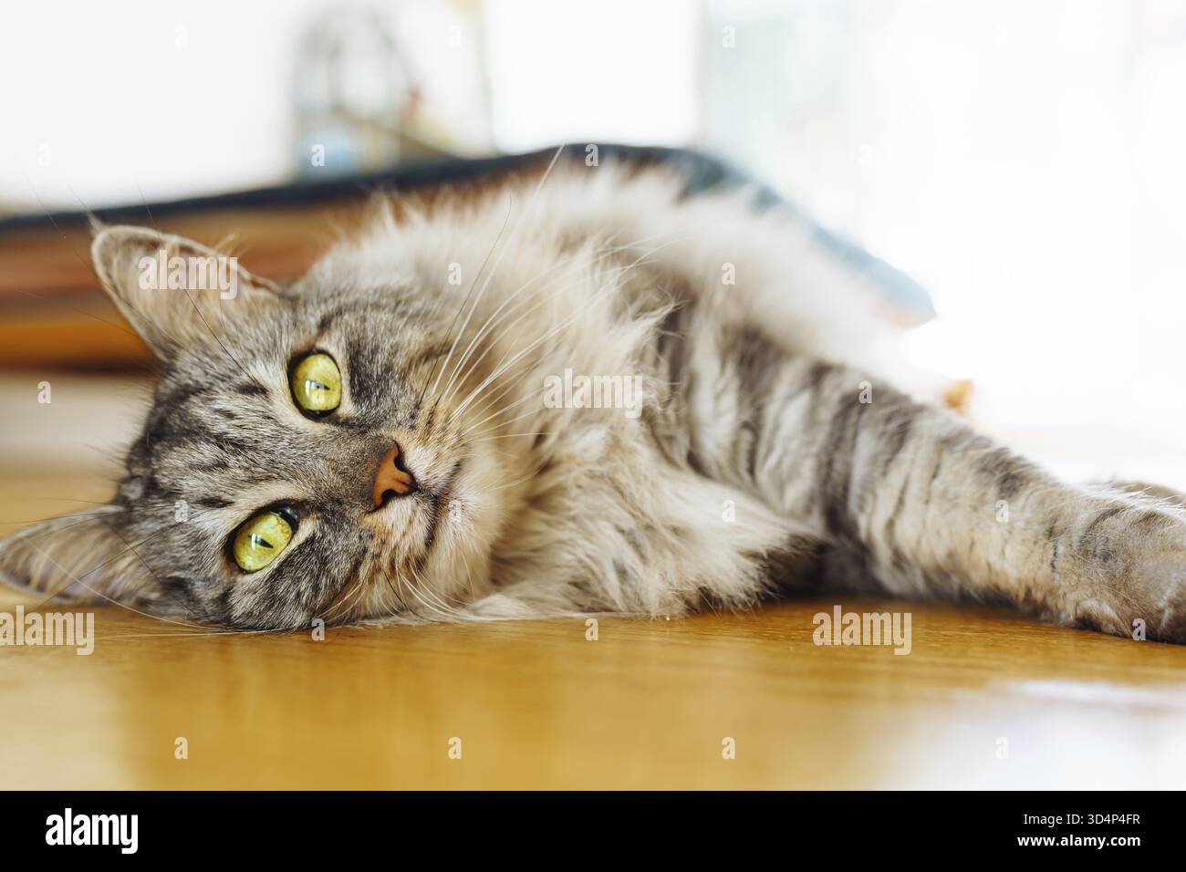Flauschige graue Hauskatze liegt auf Parkettboden, in Sonnenstrahlen. Weiches warmes Licht, angenehmes Leben für Haustiere Stockfoto