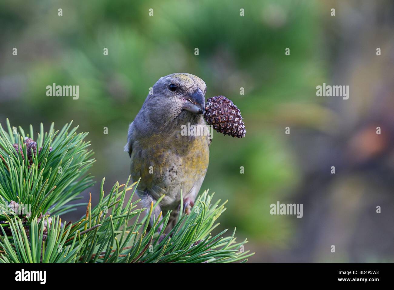 Papageienkreuzschnabel (Loxia pytyopsittacus) in seiner natürlichen Umgebung Stockfoto