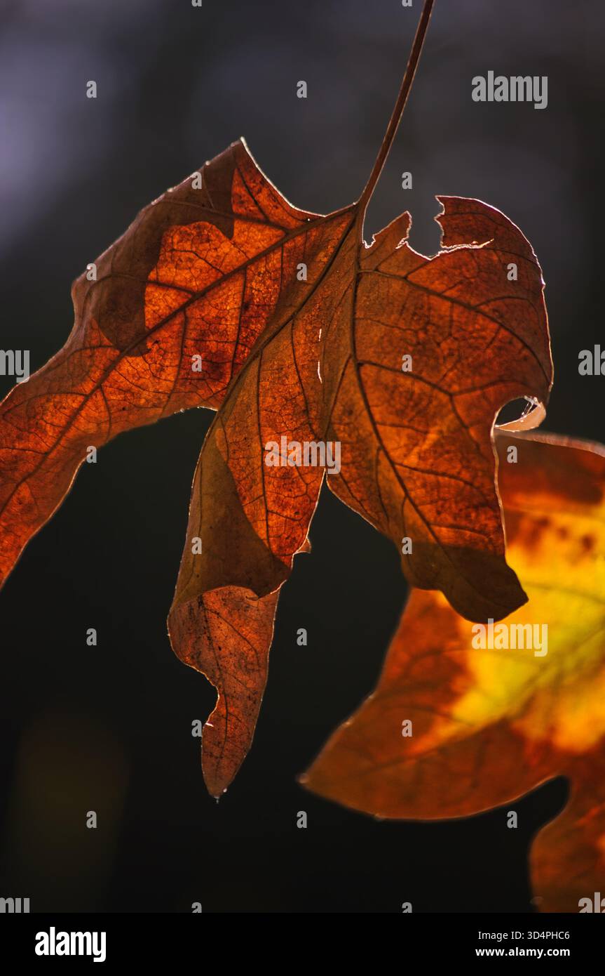 Herbstlaub auf einem Baum in einem Park in Valencia, Spanien. Stockfoto