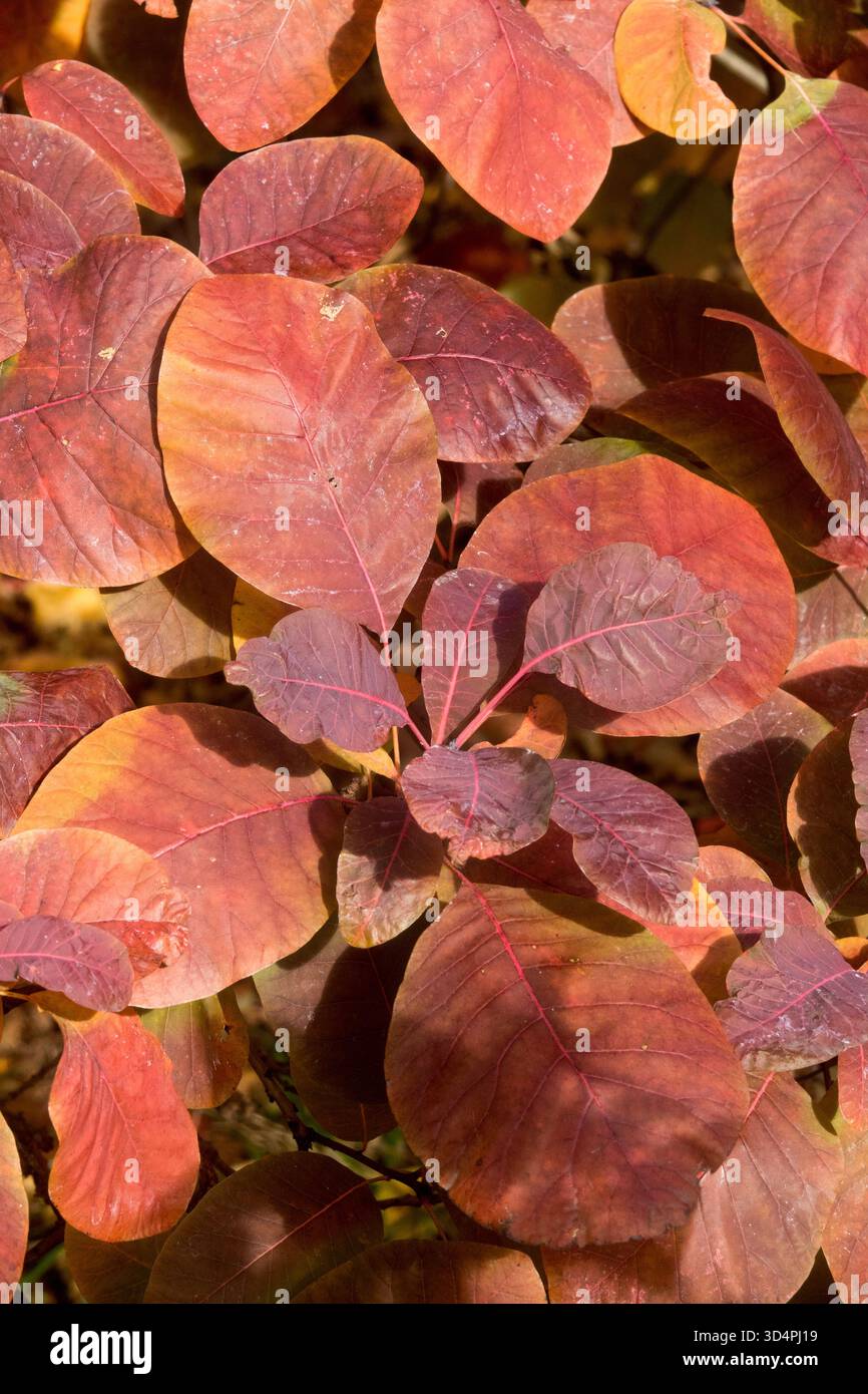 Leuchtend rot-orange Herbstlaub eines Rauchbusches, Cotinus coggygria in einem sonnigen Garten, Oktober Stockfoto