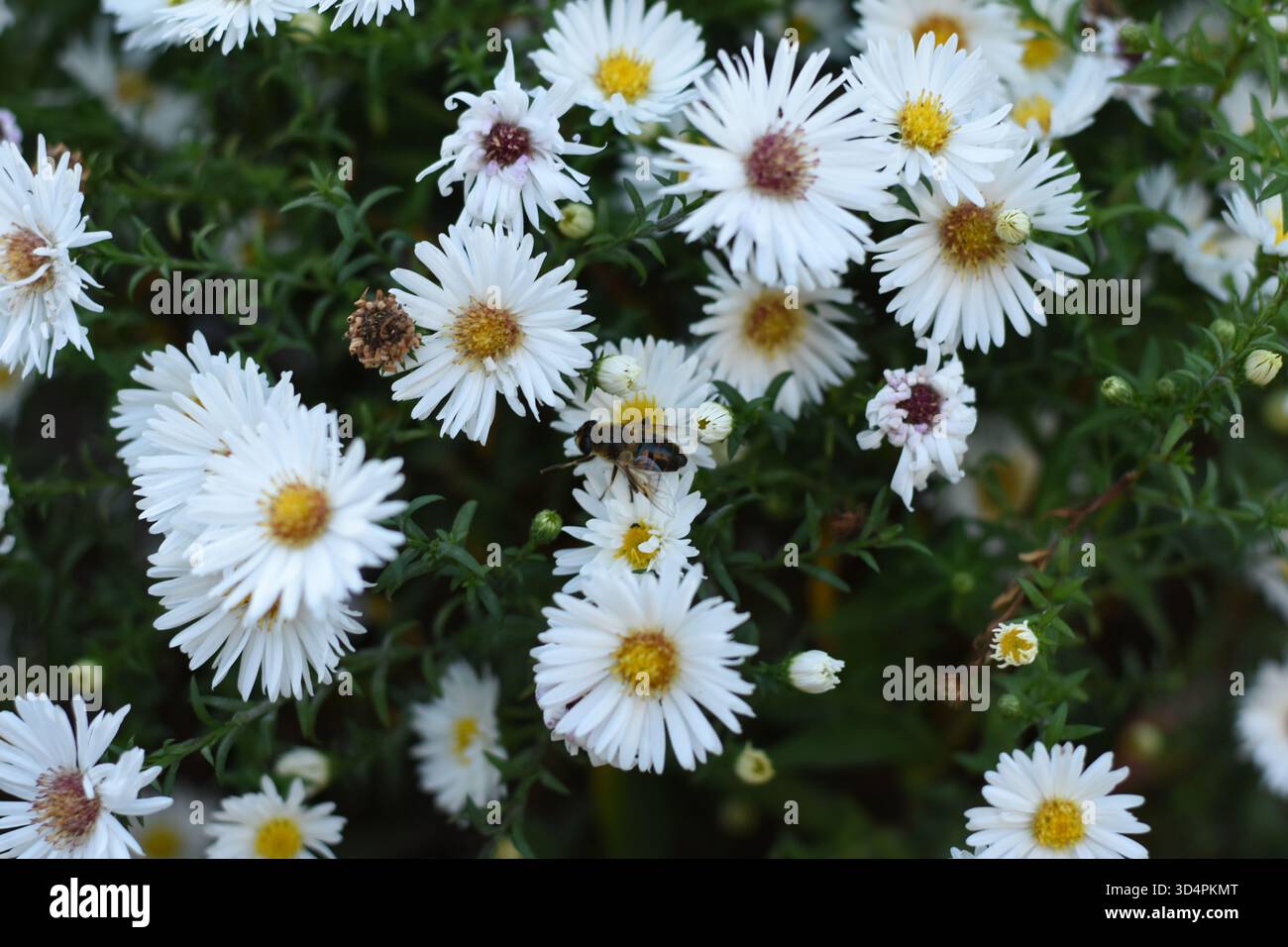 Nahaufnahme: Eine Biene sitzt auf kleinen weißen Blüten mit gelben Zentren, die in einem Busch wachsen. Stockfoto