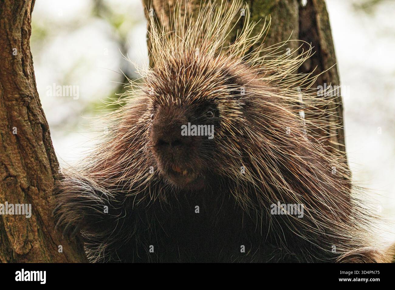 Niedliches nordamerikanisches Stachelschwein Erethizon Dorsatum, kanadisches Stachelschwein oder gewöhnliches Stachelschwein klettert auf den Baum Stockfoto