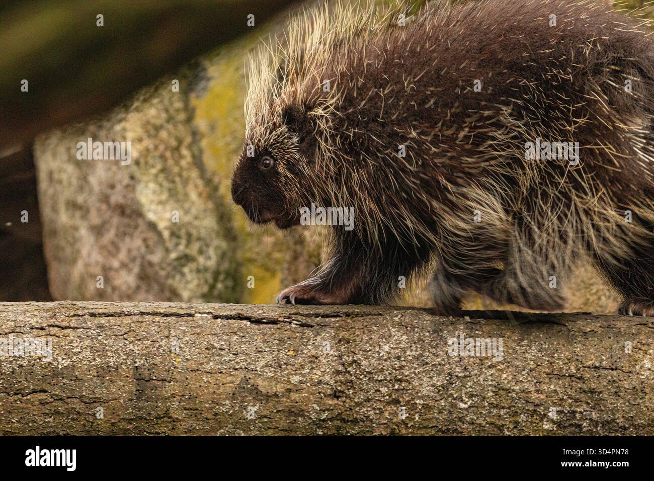 Niedliches nordamerikanisches Stachelschwein Erethizon Dorsatum, kanadisches Stachelschwein oder gewöhnliches Stachelschwein klettert auf den Baum Stockfoto