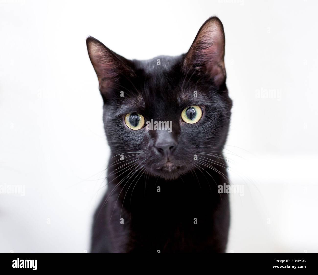 Eine schwarze Kurzhaarkatze mit weitem Gesichtsausdruck Stockfoto
