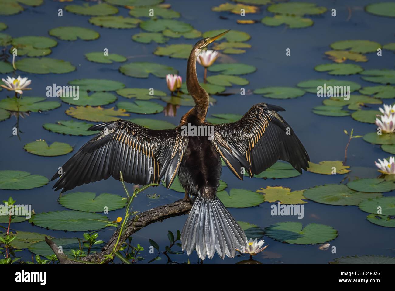 Ein sehr schöner Kormoran nutzte die Seite eines langen und schmalen Sees im Yala Nation Park, um nach Fischen zu suchen Stockfoto