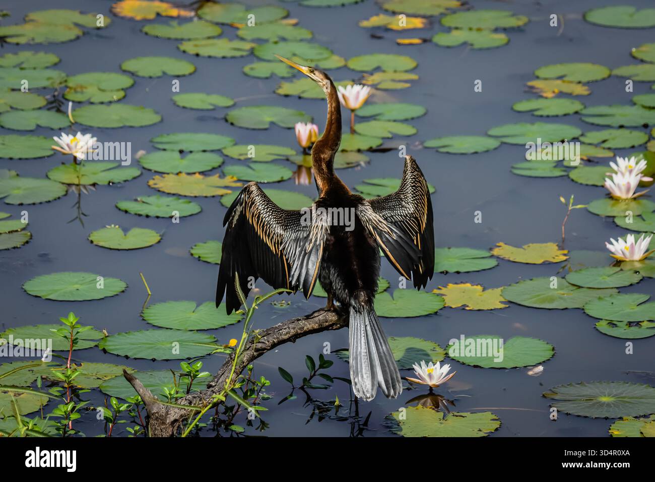 Ein sehr schöner Kormoran nutzte die Seite eines langen und schmalen Sees im Yala Nation Park, um nach Fischen zu suchen Stockfoto