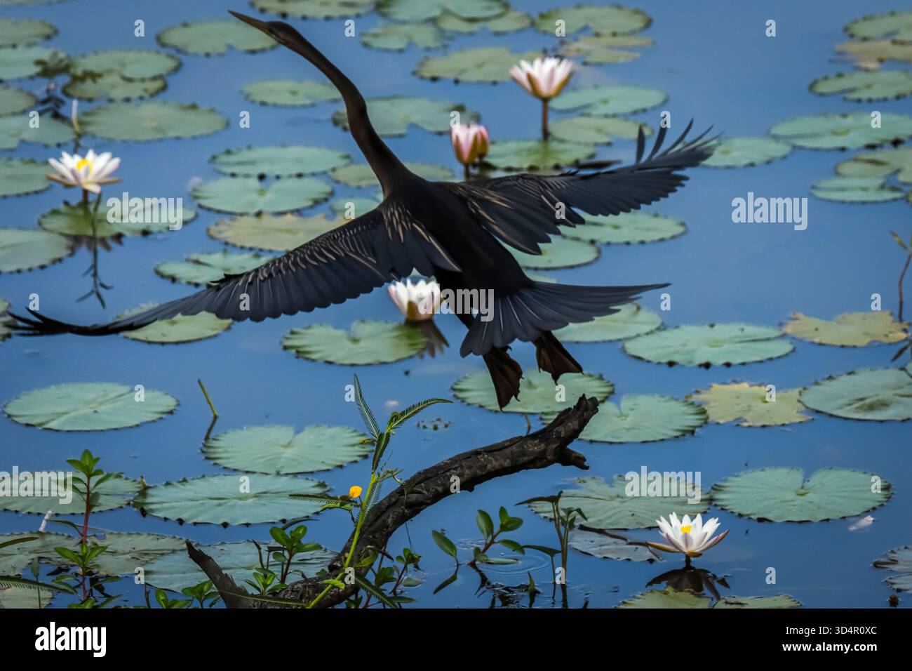 Ein sehr schöner Kormoran nutzte die Seite eines langen und schmalen Sees im Yala Nation Park, um nach Fischen zu suchen Stockfoto