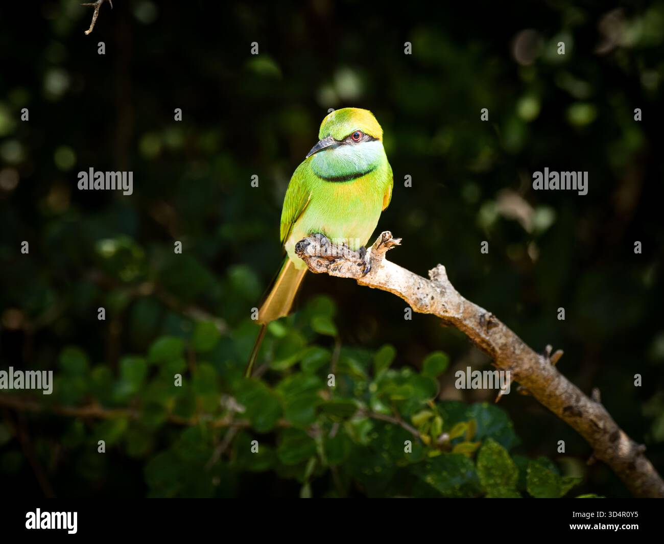 Bienenfresser sitzen auf einem Barsch in Asien Stockfoto