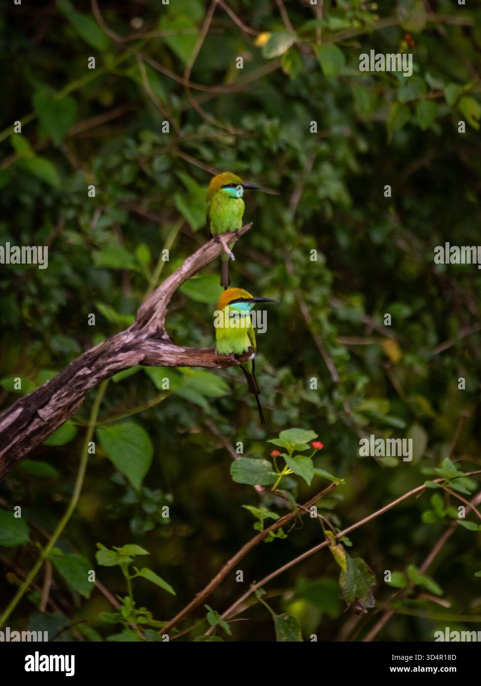 Bienenfresser sitzen auf einem Barsch in Asien Stockfoto
