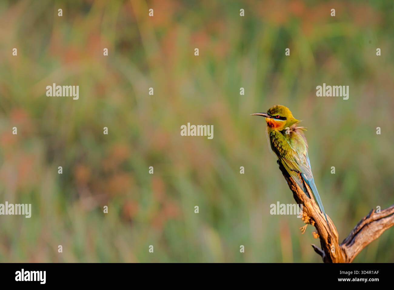 Bienenfresser sitzen auf einem Barsch in Asien Stockfoto