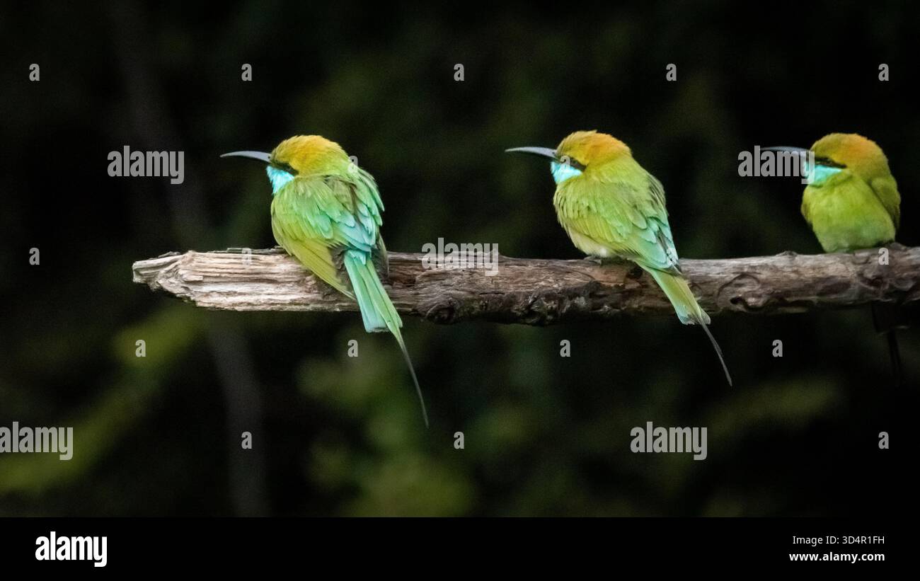 Bienenfresser sitzen auf einem Barsch in Asien Stockfoto